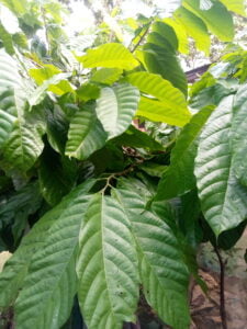 Kpeve-Hohoe Cocoa District Cooperative urged to grow more cocoa