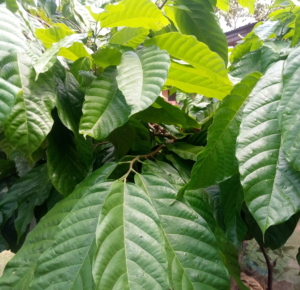 Kpeve-Hohoe Cocoa District Cooperative urged to grow more cocoa